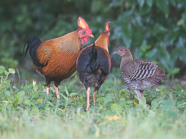 <h3><a href="/trips/srilanka/biota/animalia/chordata/aves/006 galliformes/005 phasianidae/gallus lafayetii/gallus lafayetii-nl.html">Gallus&nbsp;lafayetii</a> / Sri&nbsp;lanka&nbsp;junglefowl / Ceylonhoen</h3>NIKON D500 met AF-S Nikkor 300mm f/2.8G IF-ED VR II, 1/320 sec  bij F2.8, ISO 1000, afstand 14.9&nbsp;m